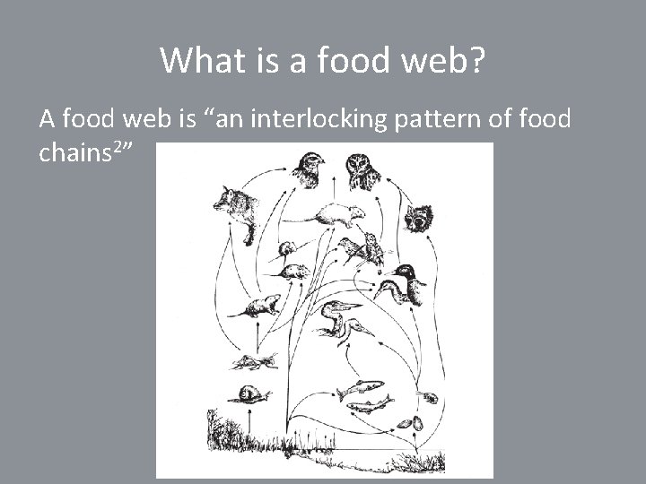 What is a food web? A food web is “an interlocking pattern of food