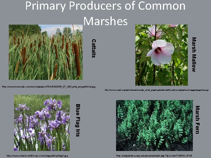 Primary Producers of Common Marshes Marsh Mallow Cattails http: //www. nicerweb. com/doc/class/pix/PRAIRIE/2005_07_18/Typha_angustifolia. jpg http: