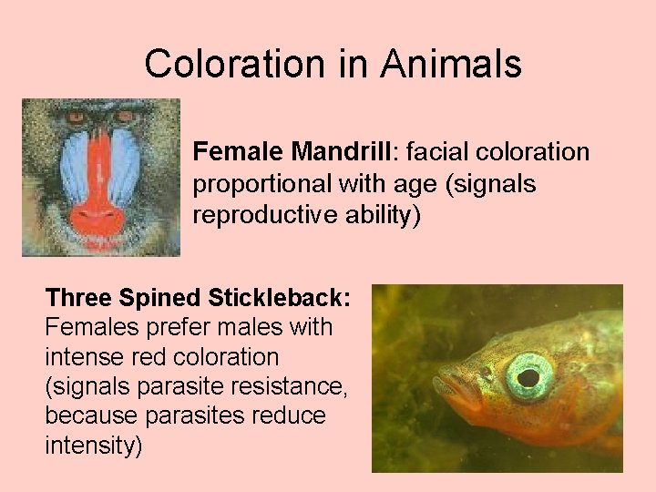 Coloration in Animals Female Mandrill: facial coloration proportional with age (signals reproductive ability) Three