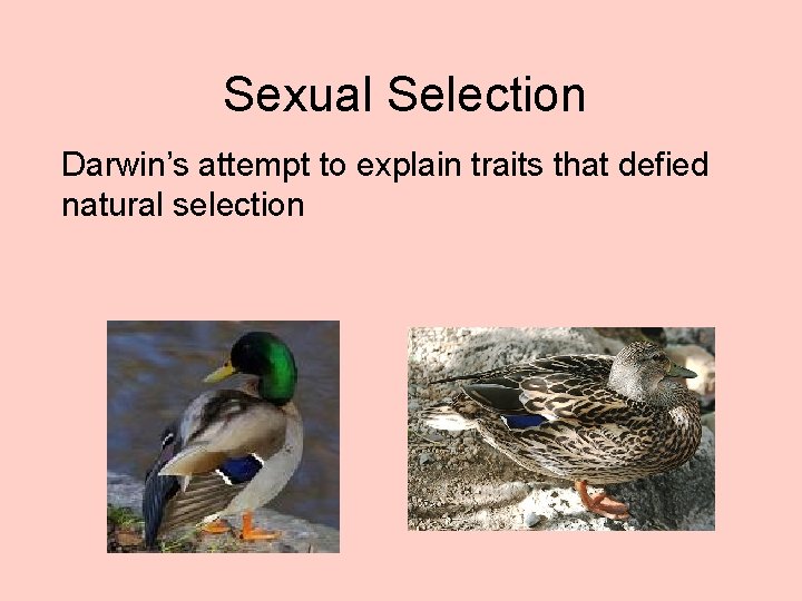 Sexual Selection Darwin’s attempt to explain traits that defied natural selection 