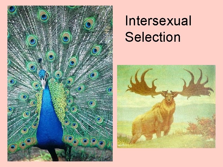 Intersexual Selection 