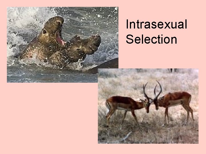 Intrasexual Selection 