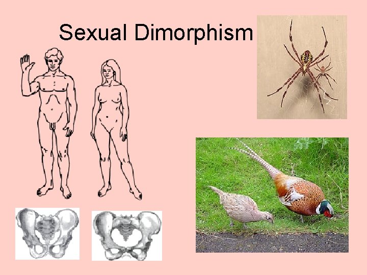 Sexual Dimorphism 