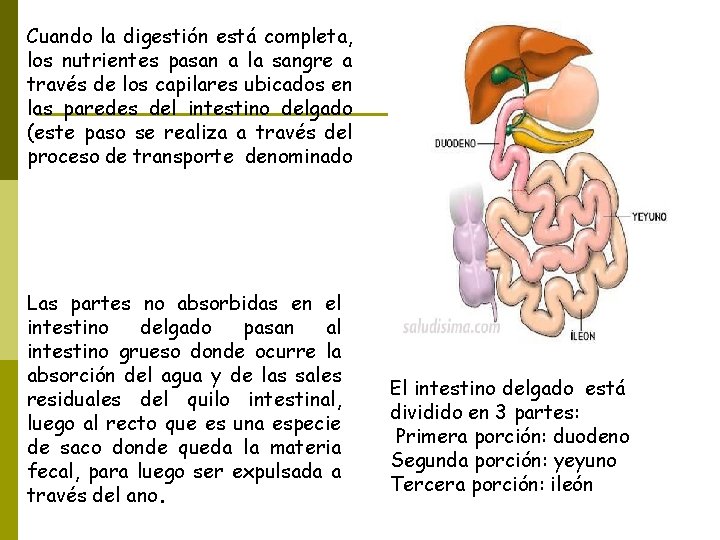 Cuando la digestión está completa, los nutrientes pasan a la sangre a través de