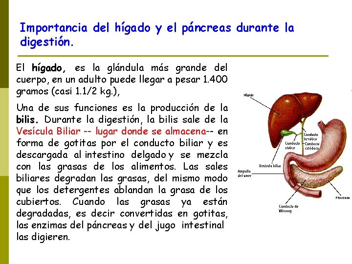 Importancia del hígado y el páncreas durante la digestión. El hígado, es la glándula