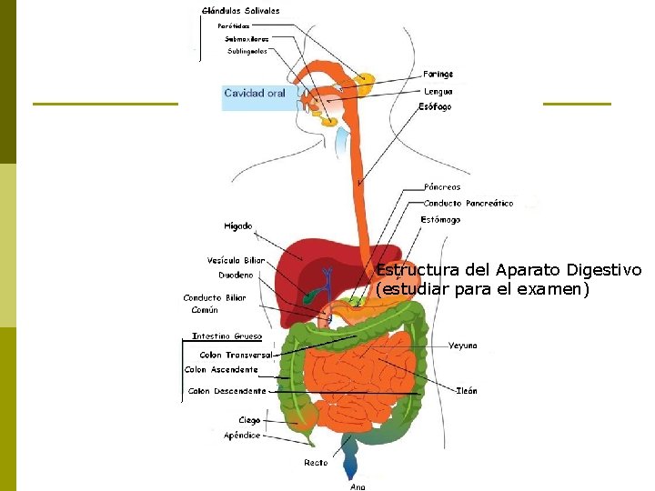 Estructura del Aparato Digestivo (estudiar para el examen) 