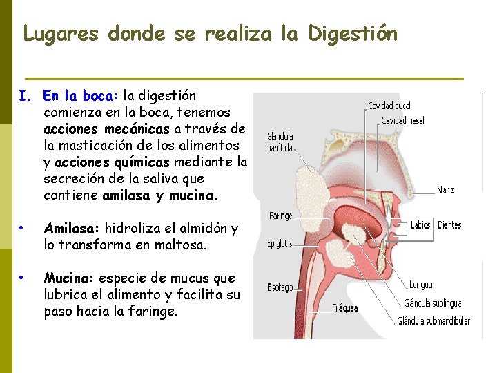 Lugares donde se realiza la Digestión I. En la boca: la digestión comienza en