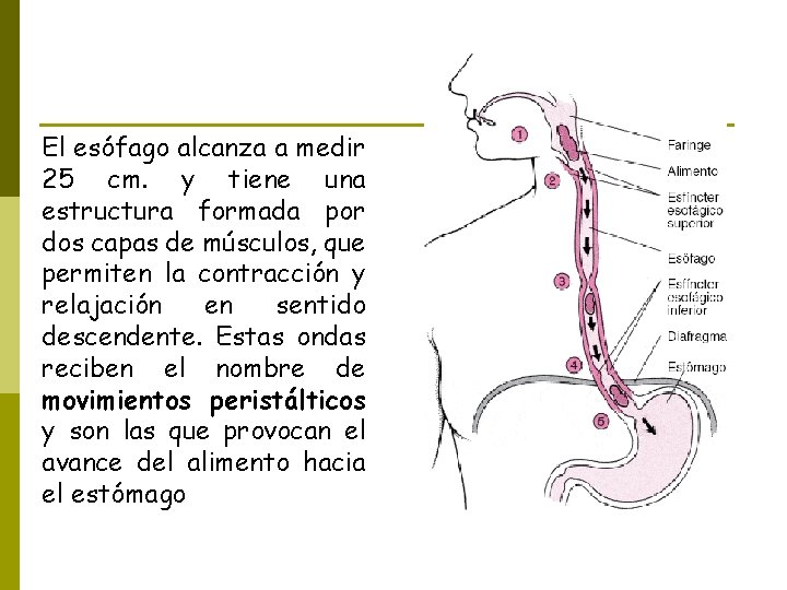 El esófago alcanza a medir 25 cm. y tiene una estructura formada por dos