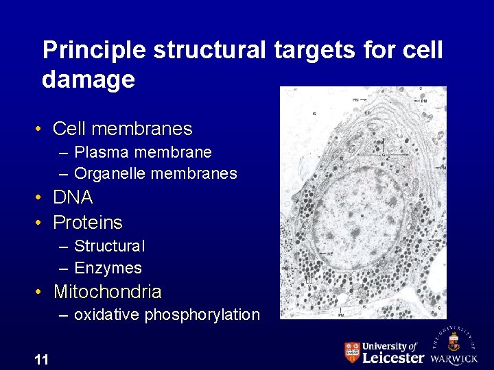 Principle structural targets for cell damage • Cell membranes – Plasma membrane – Organelle