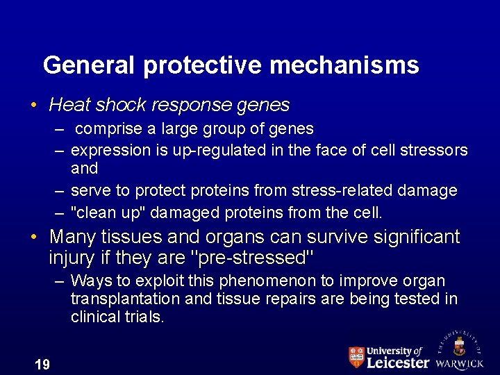 General protective mechanisms • Heat shock response genes – comprise a large group of