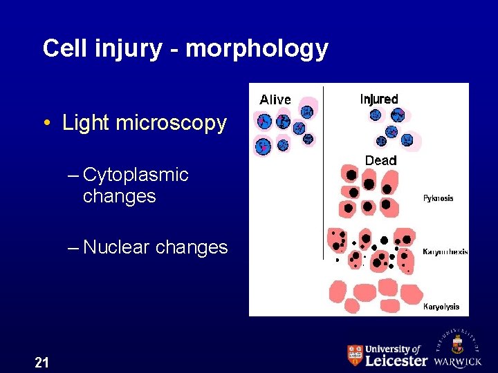 Cell injury - morphology • Light microscopy – Cytoplasmic changes – Nuclear changes 21