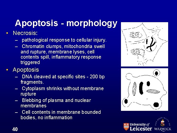 Apoptosis - morphology • Necrosis: – pathological response to cellular injury. – Chromatin clumps,