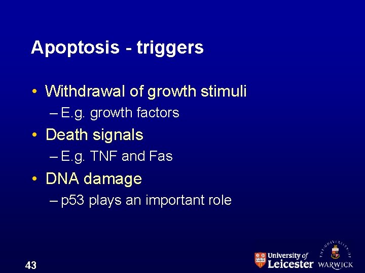 Apoptosis - triggers • Withdrawal of growth stimuli – E. g. growth factors •