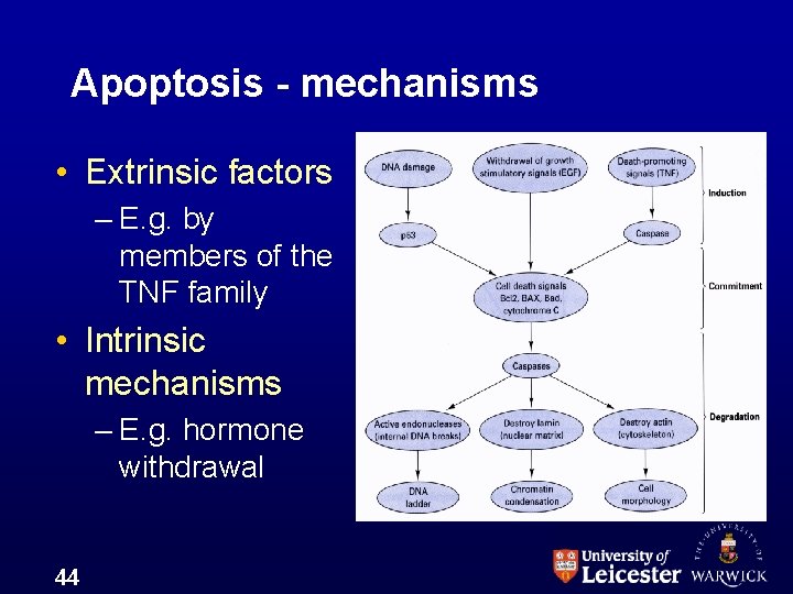 Apoptosis - mechanisms • Extrinsic factors – E. g. by members of the TNF