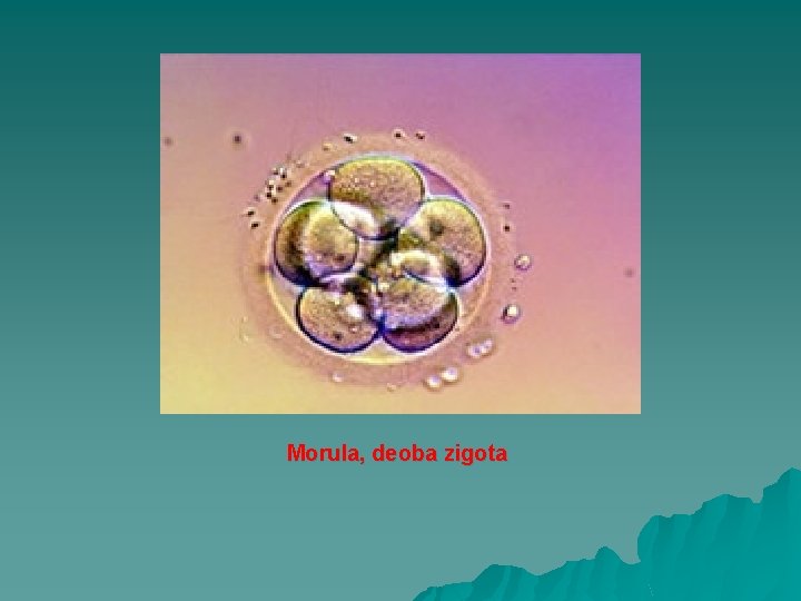 Morula, deoba zigota 