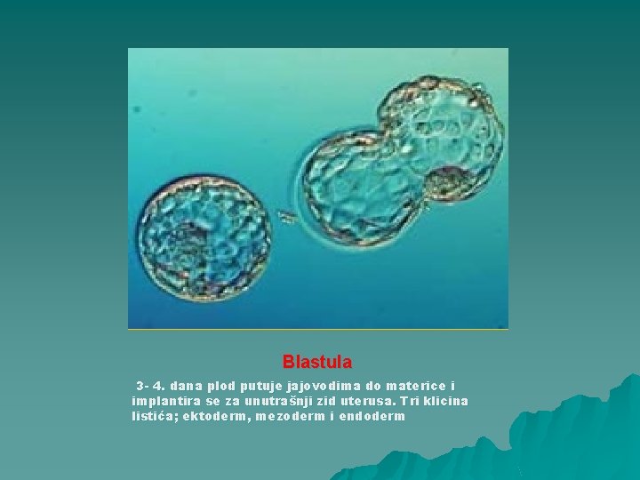 Blastula 3 - 4. dana plod putuje jajovodima do materice i implantira se za