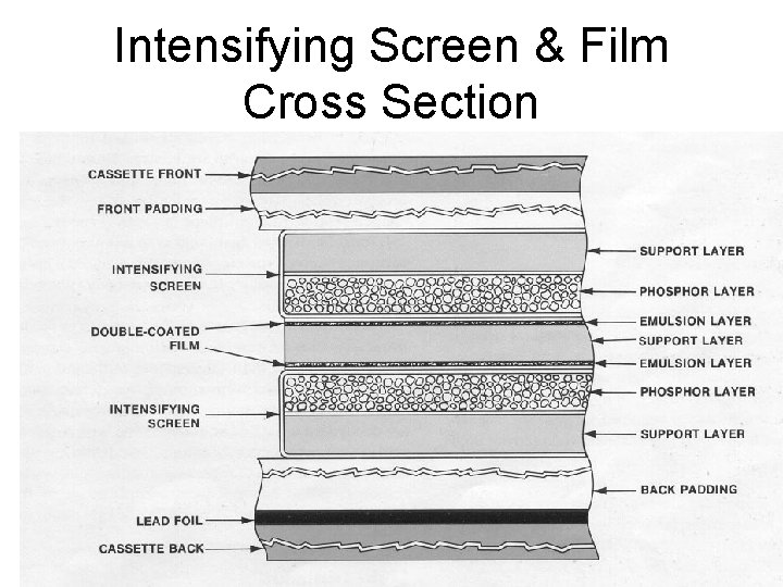 Intensifying Screen & Film Cross Section 