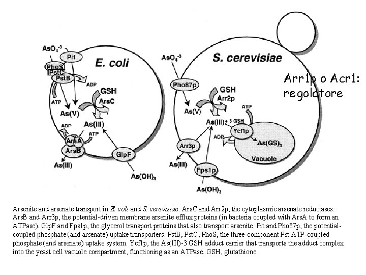 Arr 1 p o Acr 1: regolatore Arsenite and arsenate transport in E. coli