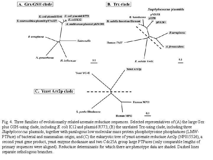 Fig. 4. Three families of evolutionarily related arsenate reductase sequences. Selected representatives of (A)