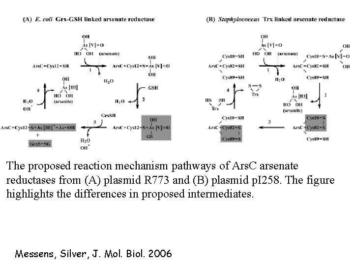 The proposed reaction mechanism pathways of Ars. C arsenate reductases from (A) plasmid R