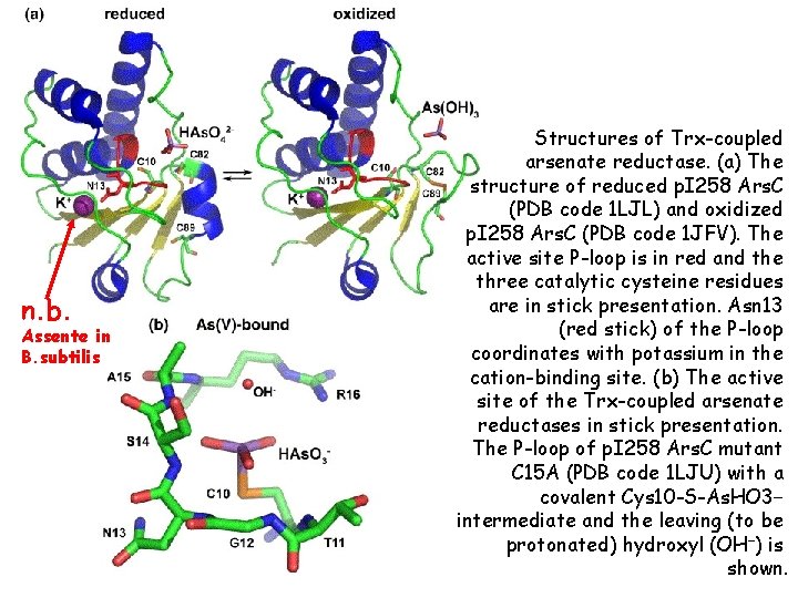 n. b. Assente in B. subtilis Structures of Trx-coupled arsenate reductase. (a) The structure