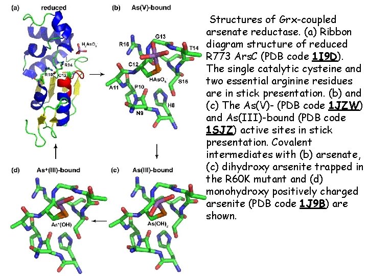  Structures of Grx-coupled arsenate reductase. (a) Ribbon diagram structure of reduced R 773