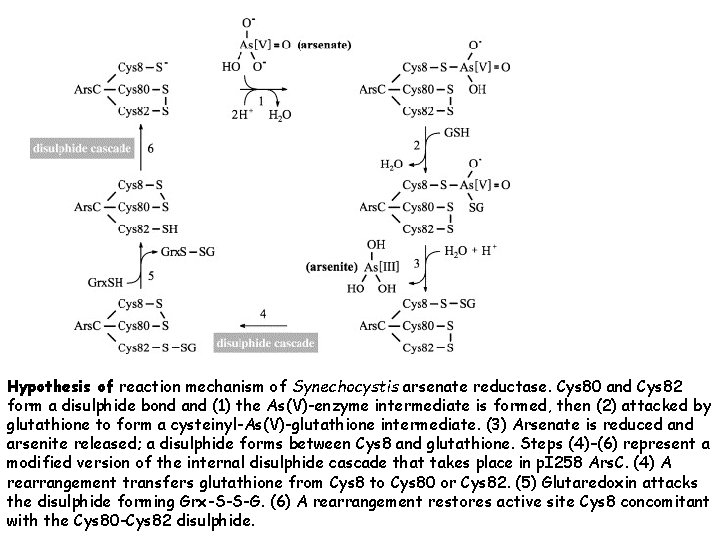 Hypothesis of reaction mechanism of Synechocystis arsenate reductase. Cys 80 and Cys 82 form