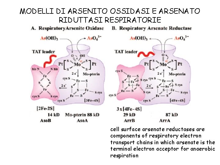 MODELLI DI ARSENITO OSSIDASI E ARSENATO RIDUTTASI RESPIRATORIE cell surface arsenate reductases are components