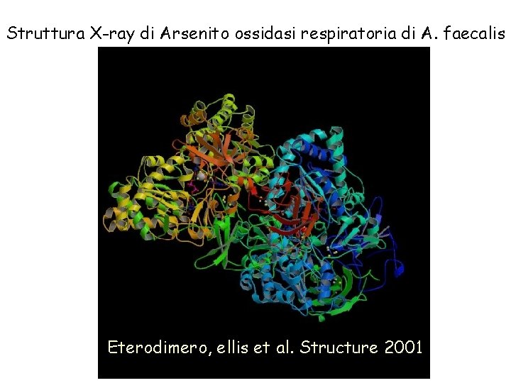 Struttura X-ray di Arsenito ossidasi respiratoria di A. faecalis Eterodimero, ellis et al. Structure