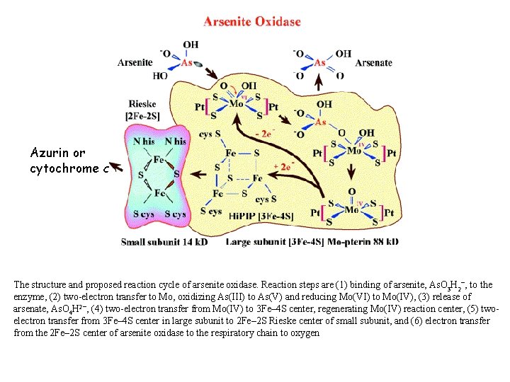 Azurin or cytochrome c The structure and proposed reaction cycle of arsenite oxidase. Reaction