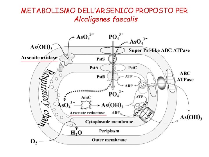 METABOLISMO DELL’ARSENICO PROPOSTO PER Alcaligenes faecalis 