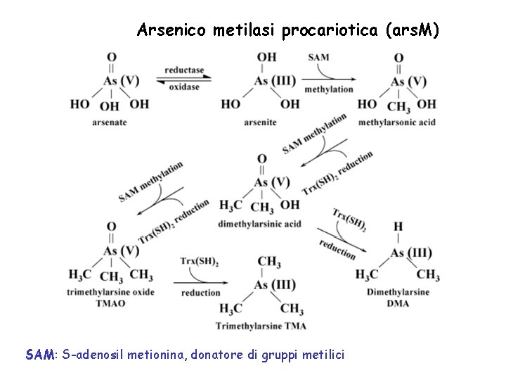 Arsenico metilasi procariotica (ars. M) SAM: S-adenosil metionina, donatore di gruppi metilici 