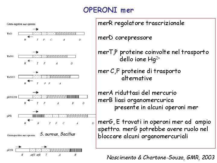 OPERONI mer. R regolatore trascrizionale mer. D corepressore mer. T, P proteine coinvolte nel