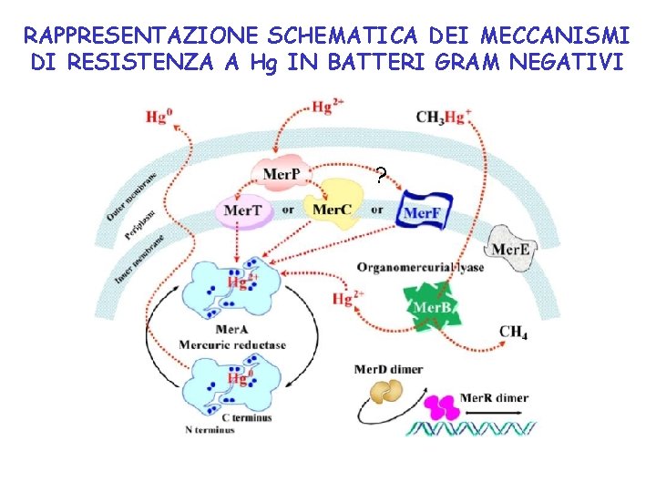 RAPPRESENTAZIONE SCHEMATICA DEI MECCANISMI DI RESISTENZA A Hg IN BATTERI GRAM NEGATIVI ? 