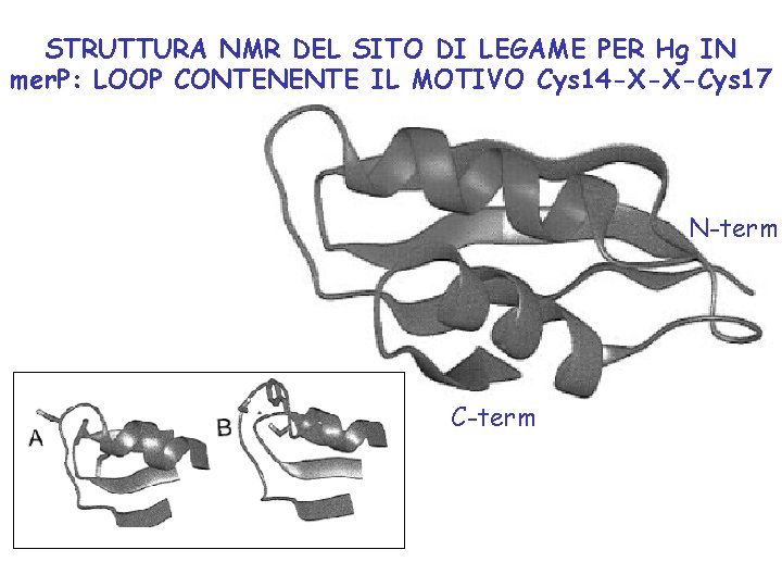 STRUTTURA NMR DEL SITO DI LEGAME PER Hg IN mer. P: LOOP CONTENENTE IL