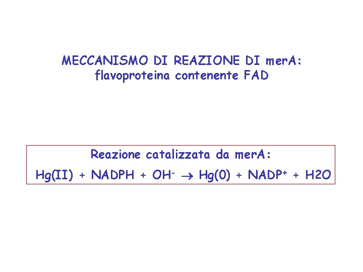 MECCANISMO DI REAZIONE DI mer. A: flavoproteina contenente FAD Reazione catalizzata da mer. A: