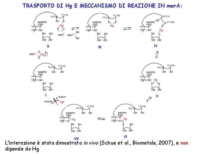 TRASPORTO DI Hg E MECCANISMO DI REAZIONE IN mer. A: L’interazione è stata dimostrata