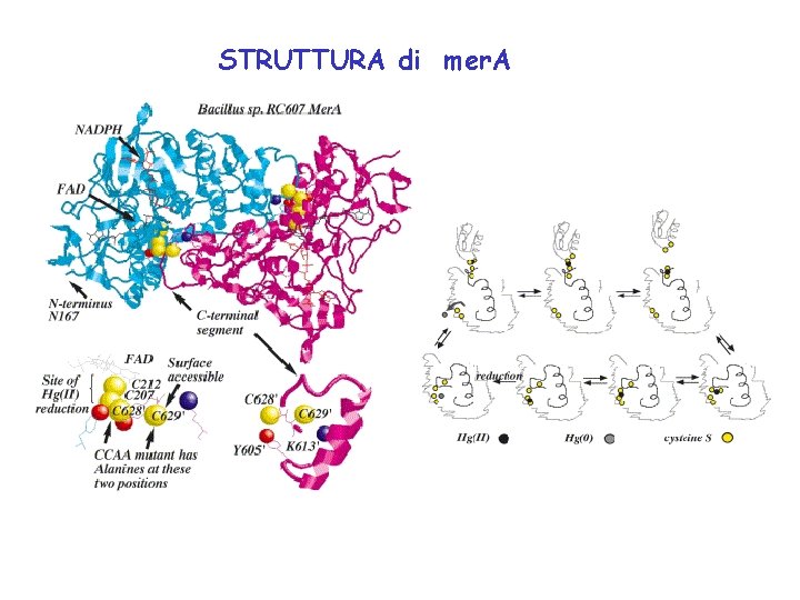 STRUTTURA di mer. A 