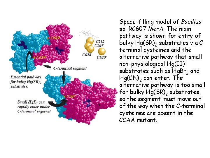 Space-filling model of Bacillus sp. RC 607 Mer. A. The main pathway is shown