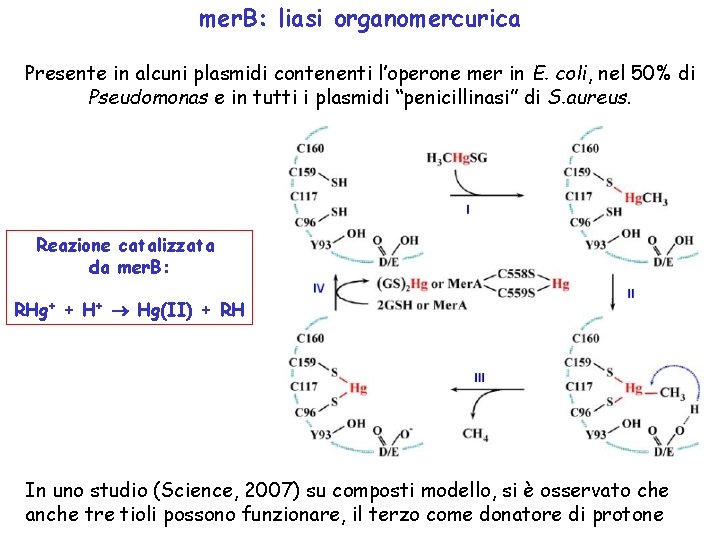 mer. B: liasi organomercurica Presente in alcuni plasmidi contenenti l’operone mer in E. coli,