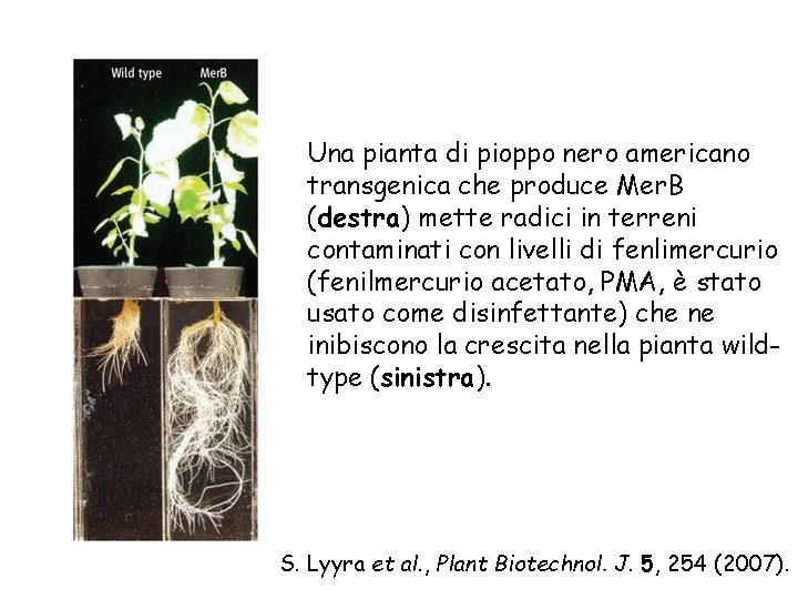 Una pianta di pioppo nero americano transgenica che produce Mer. B (destra) mette radici