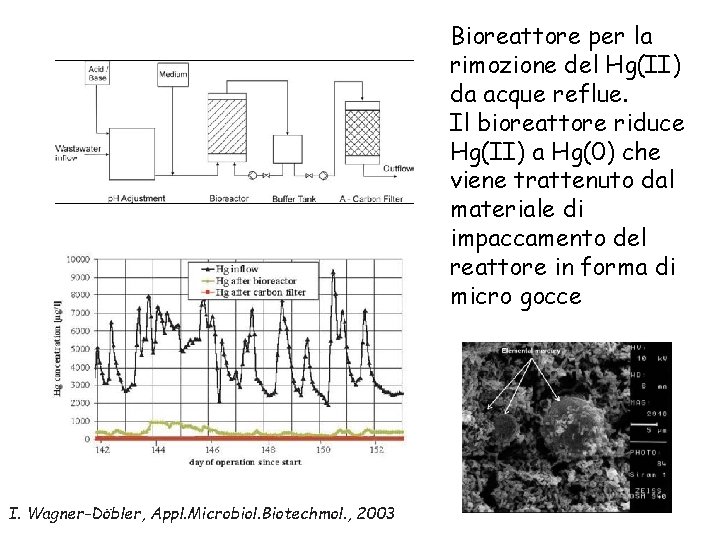 Bioreattore per la rimozione del Hg(II) da acque reflue. Il bioreattore riduce Hg(II) a