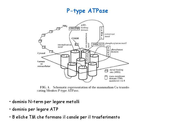 P-type ATPase • dominio N-term per legare metalli • dominio per legare ATP •