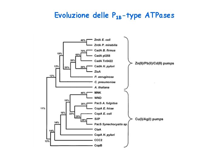 Evoluzione delle P 1 B-type ATPases Evoluzione delle P 1 B-type ATPases