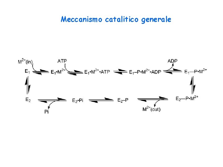 Meccanismo catalitico generale 