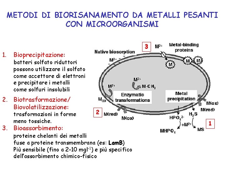 METODI DI BIORISANAMENTO DA METALLI PESANTI CON MICROORGANISMI 1. 3 Bioprecipitazione: batteri solfato riduttori