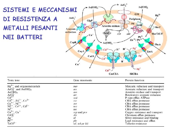 SISTEMI E MECCANISMI DI RESISTENZA A METALLI PESANTI NEI BATTERI 