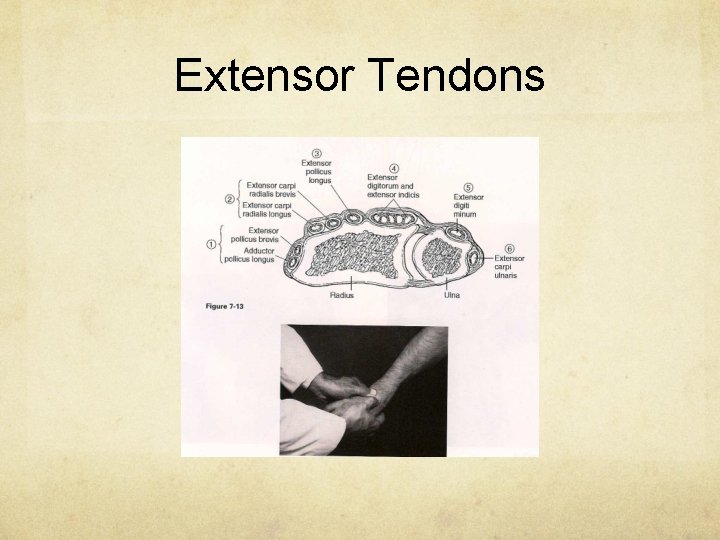 Extensor Tendons 