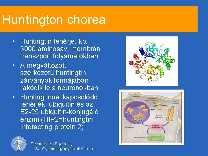 Huntington chorea • Huntingtin fehérje: kb. 3000 aminosav, membrán transzport folyamatokban • A megváltozott