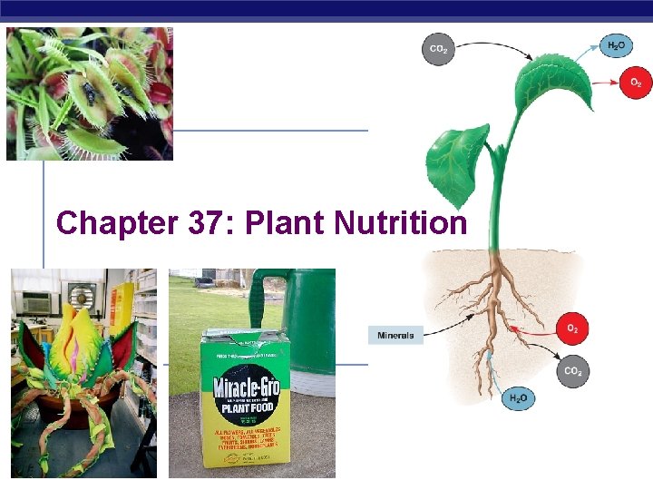 Chapter 37: Plant Nutrition AP Biology 